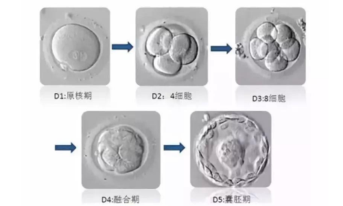 胚胎培育